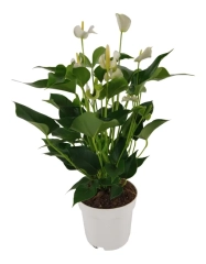 Anturium White Champion 60 cm