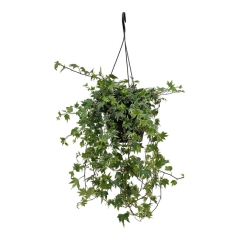 Bluszcz Hedera Helix mix 60cm