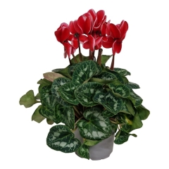 Cyklamen Red Satisfaction 25 cm