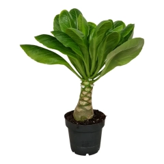Brigamia Insignis Palm 25 cm