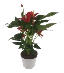 Anturium Red Champion 55-60 cm