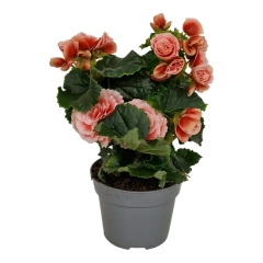 Begonia Borias Pink 31 cm
