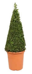 Bukszpan wieczniezielony stożek 50-60 cm