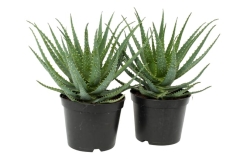 Aloes drzewiasty 35-40 cm