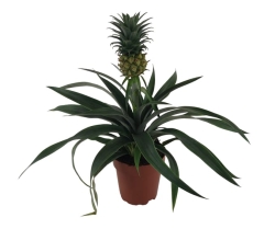 Ananas Mi Amigo Epic 40cm