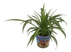 Zielistka czubiasta Chlorophytum 35 cm