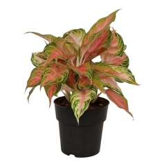 Aglonema Eyecatcher 55 cm
