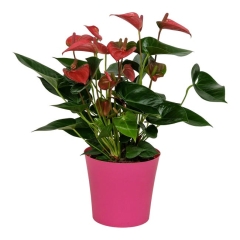 Anturium Pink Champion 55 cm
