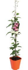 Aktinidia ostrolistna mix 90 cm