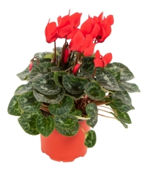 Cyklamen Super Serie Allure czerwony 30cm