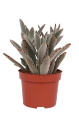 Żyworódka Kalanchoe Tomentosa 8-12 cm