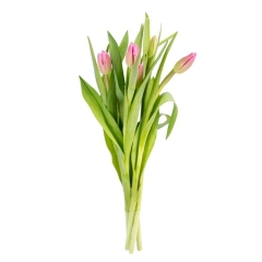 Cięte kwiaty 5 szt. Tulipan mix 35 cm