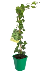 Bluszcz pospolity mix 90 cm