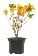 Azalia wielkokwiatowa mix 40-60 cm