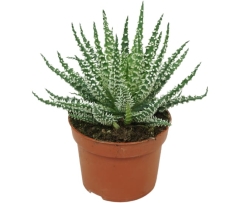 Aloes zwyczajny mix 15 cm