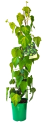 Bluszcz kolchidzki mix 90 cm