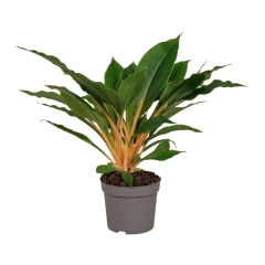 Chlorophytum pomarańcz 30-35 cm