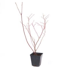Borówka amerykańska mix 15-20 cm