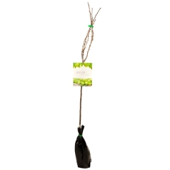 Agrest zielony mix 80-100 cm