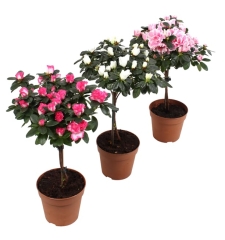 Azalia mix na pniu 37-42 cm