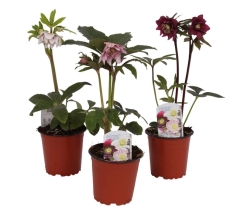 Ciemiernik Helleborus mix 30-40 cm