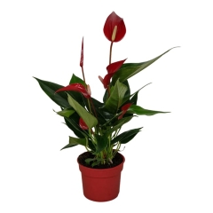 Anturium Banderola Roja 30 cm