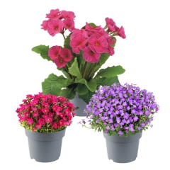 Byliny wiosenne skalne mix 20-30 cm