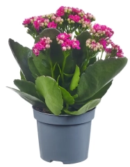 Żyworódka Kalanchoe mix 15cm