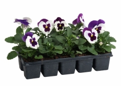 Bratek mix 10-15 cm 10-pak