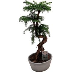 Araukaria Cunningham Bonsai 65 cm