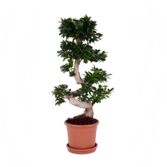 Bonsai Ficus Ginseng 90 cm