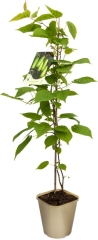 Aktinidia pstrolistna mix 90 cm