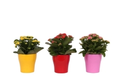 Żyworódka Kalanchoe mix 25-32cm