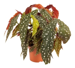 Begonia plamiasta Maculata 45 cm