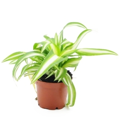 Zielistka czubiasta Chlorophytum 10 cm
