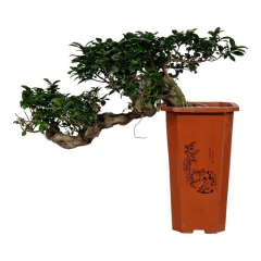 Bonsai Fikus Ginseng Cascade 70 cm
