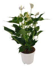 Anturium White Champion 60 cm