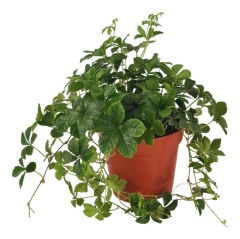 Cissus amazoński Striatha 20 cm