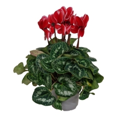 Cyklamen Red Satisfaction 25 cm