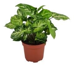 Zroślicha Syngonium Arrow 25 cm