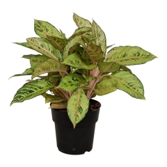 Aglonema Chartreuse Pretty 45 cm