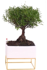Bonsai Easy Care mix 45 cm
