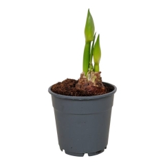Zwartnica Hippeastrum 25-30cm 2 pędy w ceramicznej osłonce