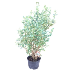Borówka amerykańska 80-100 cm