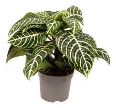 Afelandra Squarrosa Botan 30 cm