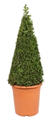 Bukszpan wieczniezielony stożek 50-60 cm