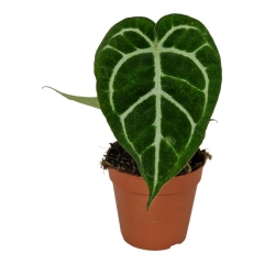 Anturium Crystallinum 20 cm