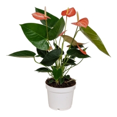 Anturium Livium Orange 40 cm