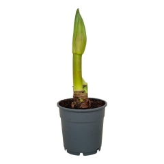 Zwartnica Hippeastrum mix 25cm