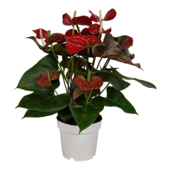 Anturium Red Coral Champ 50 cm